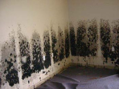 Mold and Mildew Removal New York, NY